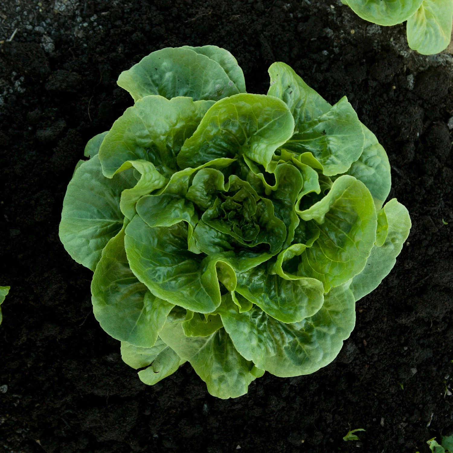 Sustainability at Holden Harvest